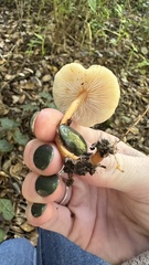 Clitocybe brunneocephala