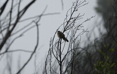 Catriscus brevirostris