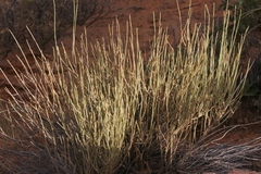 Ephedra torreyana