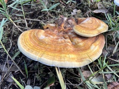 Ganoderma zonatum