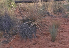Yucca angustissima