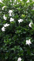 Gardenia