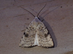 Micrathetis triplex