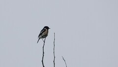 Saxicola torquatus