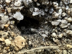 Veromessor pergandei