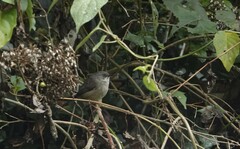 Roberts's Warbler photo 2