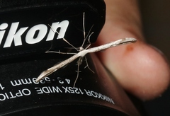 Gillmeria pallidactyla