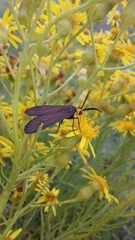 Ctenucha rubriceps