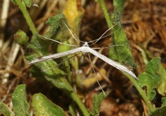 Gillmeria pallidactyla