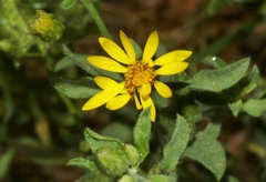 Heterotheca hirsutissima
