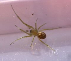 Zygiellinae