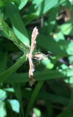 Oxyptilini