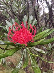 Telopea truncata