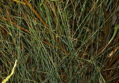 Juncus balticus