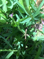 Oxyptilini