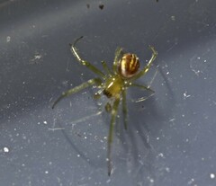 Zygiellinae