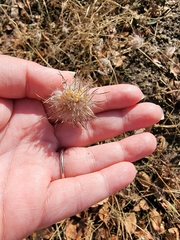 Cordylanthus rigidus