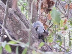 Sciurus stramineus