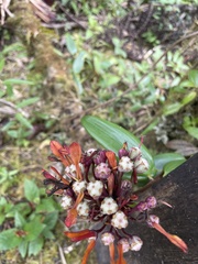 Elleanthus aurantiacus