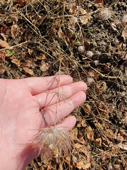 Cordylanthus rigidus