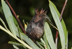 Rabdophaga strobiloides