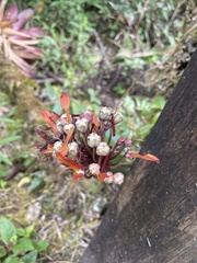 Elleanthus aurantiacus