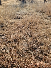 Cordylanthus rigidus