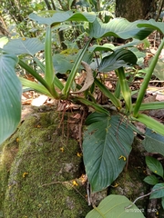 Calathea lutea