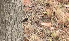 Chalcomitra amethystina