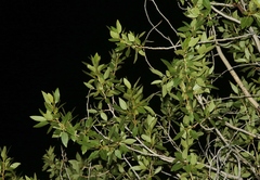 Populus angustifolia