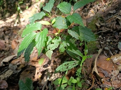 Malvaviscus penduliflorus