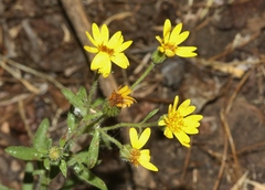 Heterotheca hirsutissima