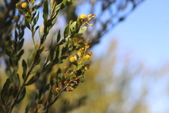 Acacia melleodora