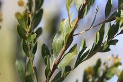 Acacia melleodora