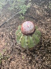 Melocactus curvispinus