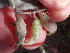 Astragalus insularis harwoodii