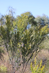 Acacia melleodora