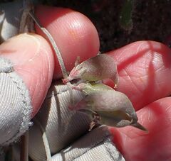 Astragalus insularis harwoodii