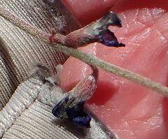 Astragalus insularis harwoodii