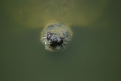 Trachemys scripta elegans