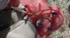 Astragalus insularis harwoodii