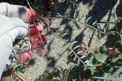 Astragalus insularis harwoodii