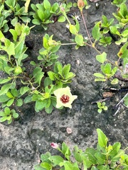 Cienfuegosia heterophylla