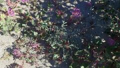 Astragalus insularis harwoodii