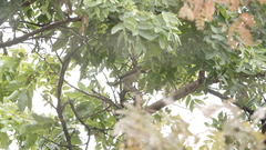 Turdus libonyana