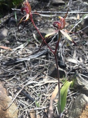Caladenia caudata