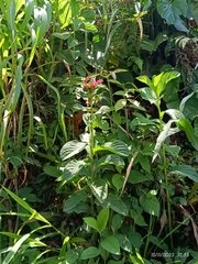 Centropogon cornutus