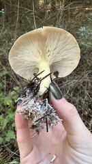 Leucopaxillus gentianeus
