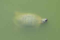 Trachemys scripta elegans