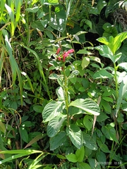 Centropogon cornutus